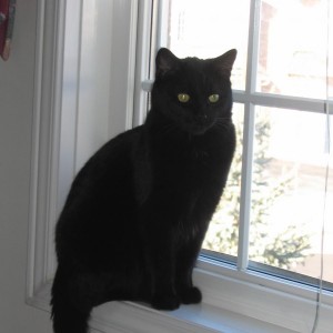 Black_cat_on_window.JPG
