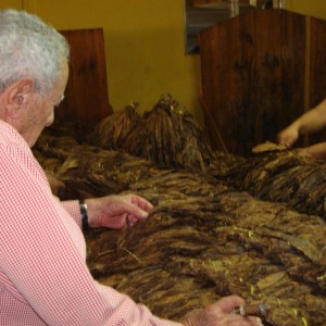 Don Orlando inspecting one of his pilones of tobacco