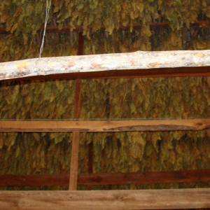 Tobacco that's almost done drying