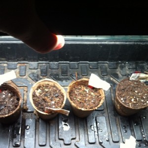 Germinating and sprouting seeds 16 days from start.