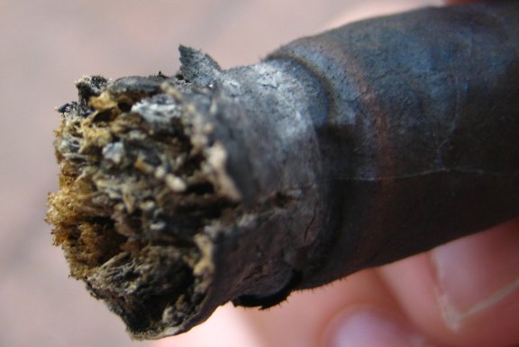 Another look at the ash (photo #2)