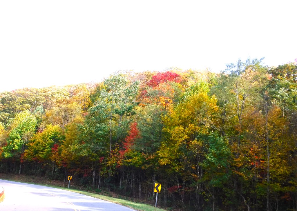 5leaf.JPG