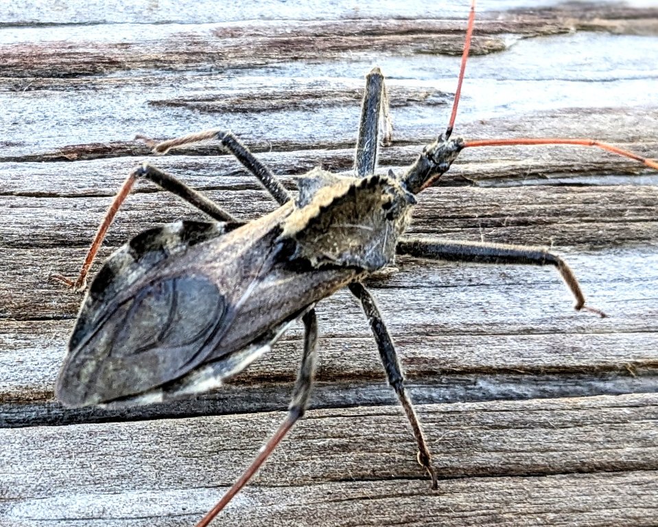 Assissin Bug1.jpg