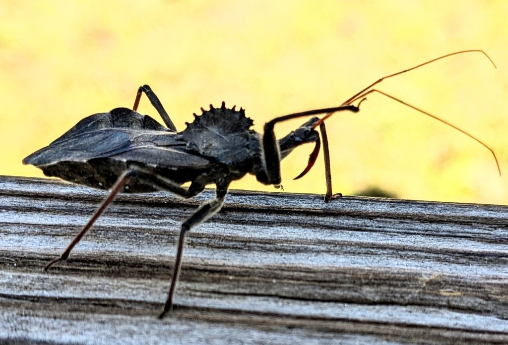 Assissin Bug2.jpg