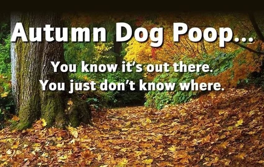 autumn dog poop.jpg