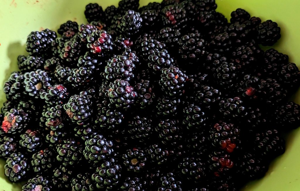 blackberries.jpg