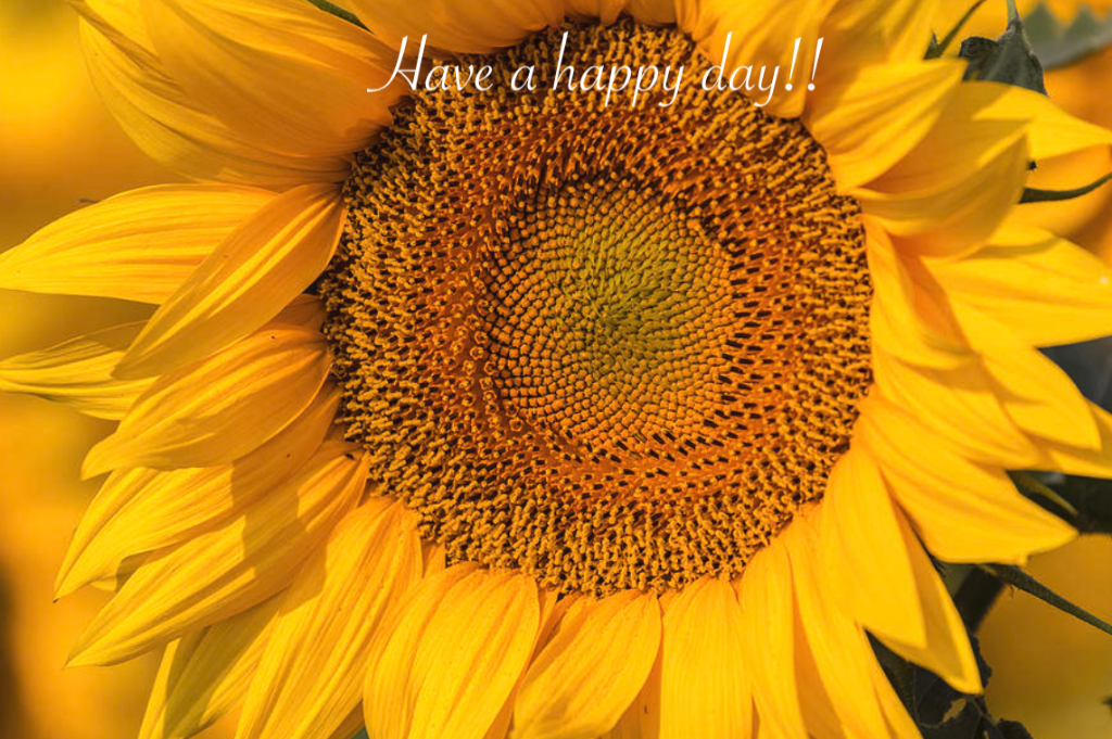 HappyDay.png