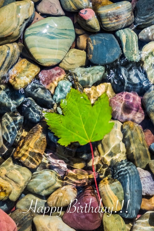 HBDLeafJul24-18 4-41-51 2.jpg