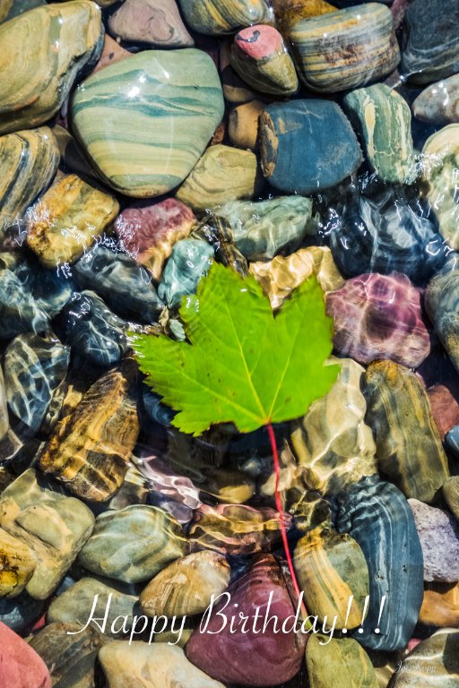 HBDLeafJul24-18 4-41-51 2.jpg