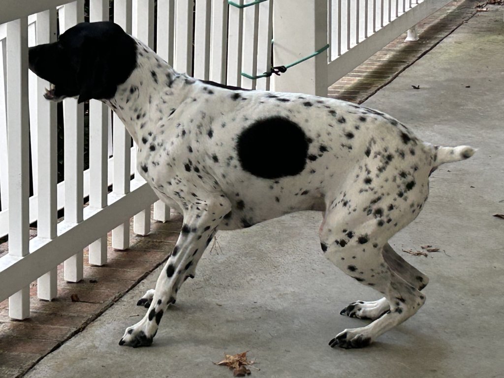 IMG_6463.jpeg