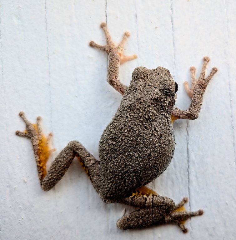 Larry The Tree Frog.jpeg