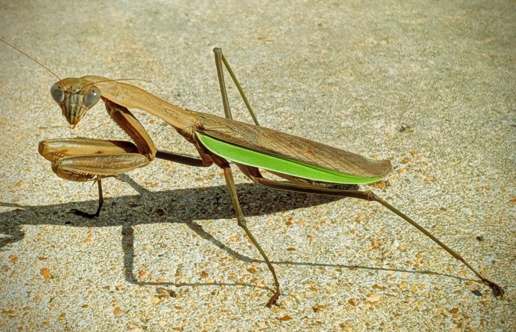 mantis.jpg