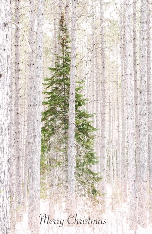 MCMerryChristmasGWP2020 Large.jpeg