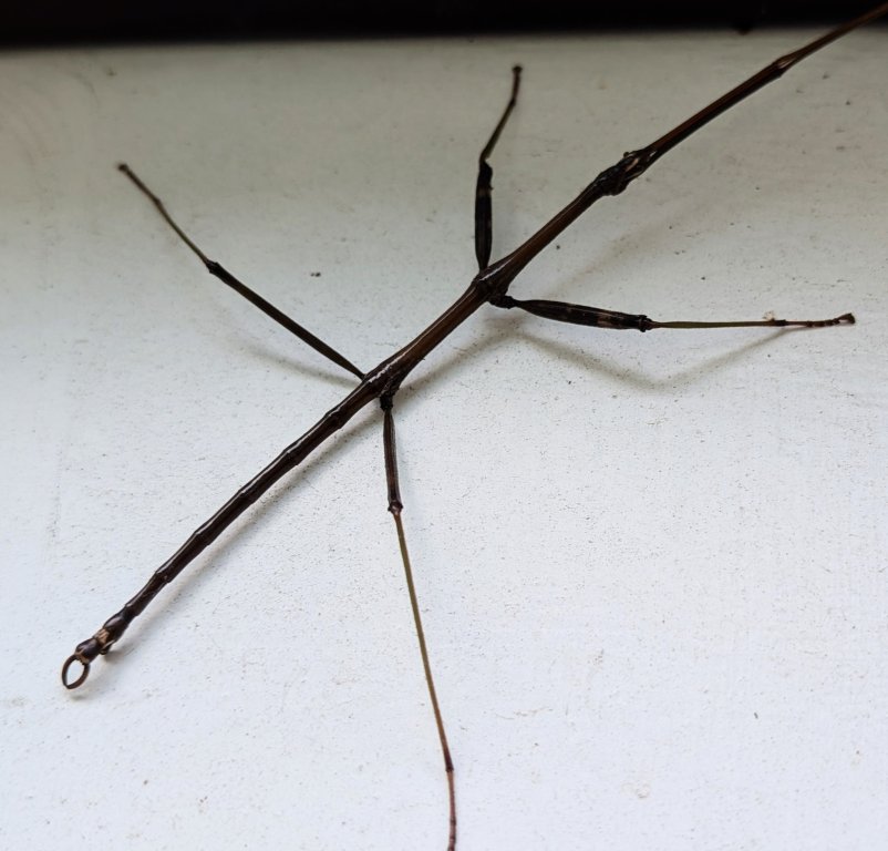 Walking stick.jpg