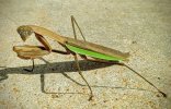 mantis.jpg