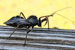 Assissin Bug2.jpg