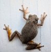 Larry The Tree Frog.jpeg