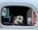 Big Dog2.jpg