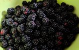 blackberries.jpg