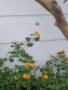 IMG_20160712_202746.jpg