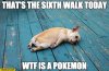 thats-the-sixth-walk-today-wtf-is-a-pokemon-tired-dog.jpg