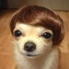 toupee.jpg
