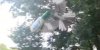 Bird Shot.jpg Bird Shot.jpg