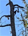 Woodpecker (2).jpg