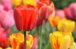 tulips-multicolored.jpg
