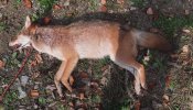 Coyote.jpg Coyote.jpg