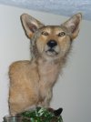 Coyote 1.jpg Coyote 1.jpg