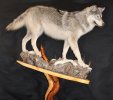 Coyote 2.jpg
