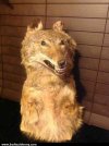 Coyote 3.jpg Coyote 3.jpg