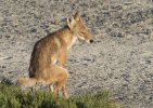 coyote-pooping-mia-mcpherson-9743.jpg