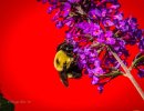 IMG_1146.JPG