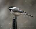 IMG_2916.jpg
