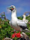 red footed booby.jpg