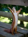 squirrel.jpg