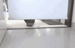 owl-late.gif
