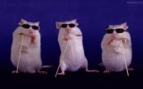 three blind mice.jpg