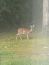 IMG_9557.jpeg
