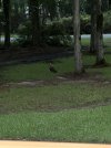 IMG_9798.jpeg