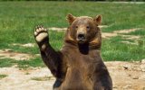 bear wave.jpg