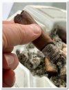 Cigar.jpg
