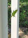 IMG_4245.jpeg