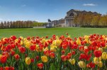 JKASTLArtTulipsRedYellowSignedTrees2.jpg