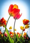 JKASTLBotanicalGardenTwoTulipsSignedGreen7.jpg