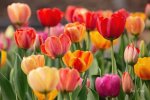 JKASTLBotanicalGardenTulipsSignedRed1.jpg