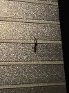 IMG_5661.jpeg
