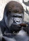 HBDGorilla Cigar 2 for CP.png